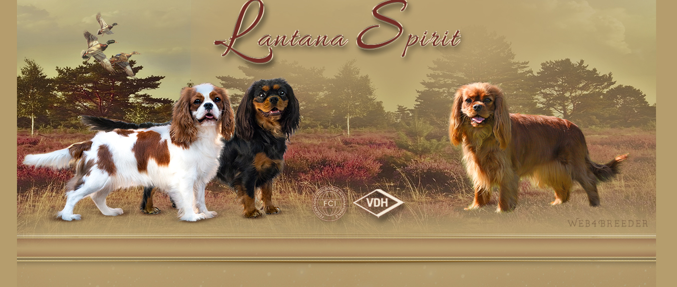 Lantana Spirit – Cavalier King Charles Spaniel